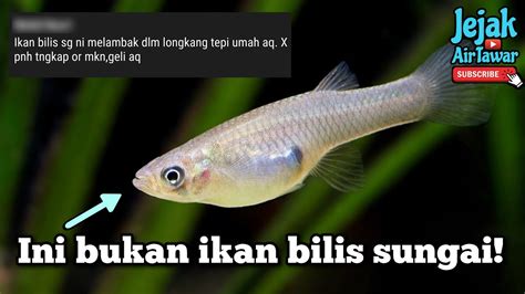 Perbezaan Ikan Bilis Sungai Dan Ikan Longkang Youtube