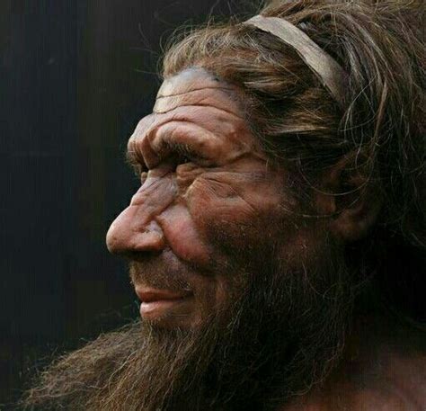 Hombre De Neanderthal Neanderthal Natural History Museum London