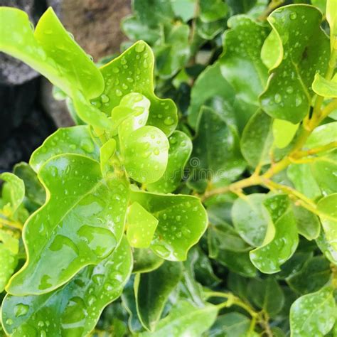 Griselinia Littoralis Plant Detail Black Leaf Tips Probably Due To