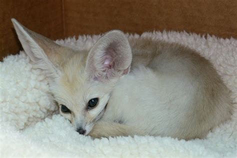 A Playful Baby Fennec Fox Romps Excitedly Around His Home At The San