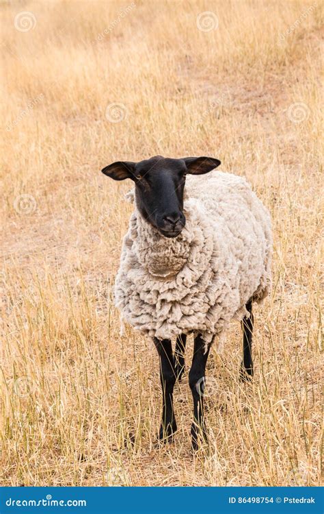 Suffolk Sheep Standing On Parched Grass Stock Photo Image Of Paddock