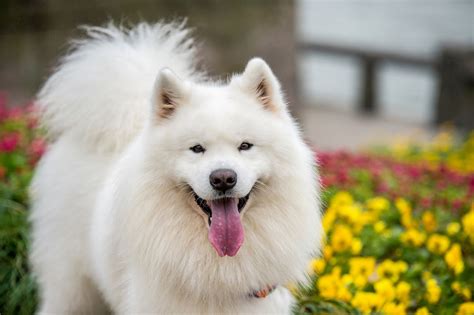 10 Dog Breeds That Look Like Bears