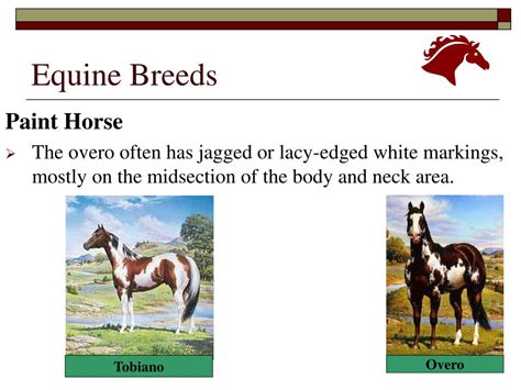 PPT - Equine Breeds PowerPoint Presentation, free download - ID:5423202