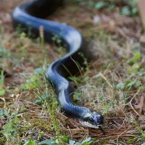 9 Species Black Snakes In New York Pictures Wildlife Informer