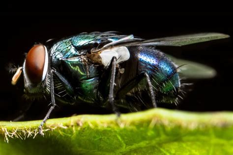 What Do Flies Eat 14 Weird Gross Things Pest Control Zone