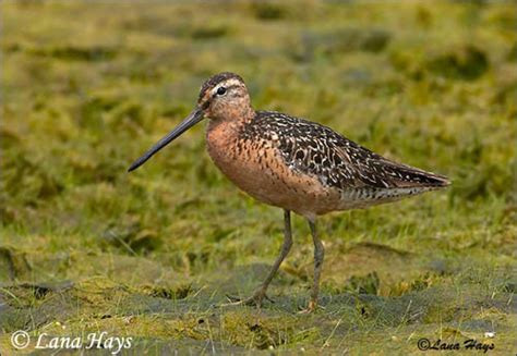 Short-billed Dowitcher - Limnodromus griseus