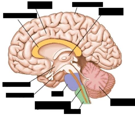 Thalamus & Hypothalamus Diagram | Quizlet