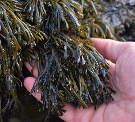 Species Spotlight Channelled Wrack Updates Horizon Seaweed