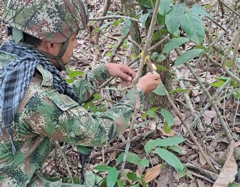 Minas Antipersonales Fueron Halladas Y Destruidas Por El Ejercito En Arauquita Kapital Stereo