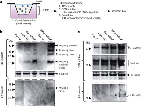 Elevation of amyloid β and p tau levels in TBS insoluble fractions of