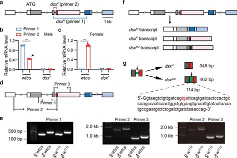 Identification Of A Male Specific Dsxm2 Transcript Through Intron Download Scientific Diagram