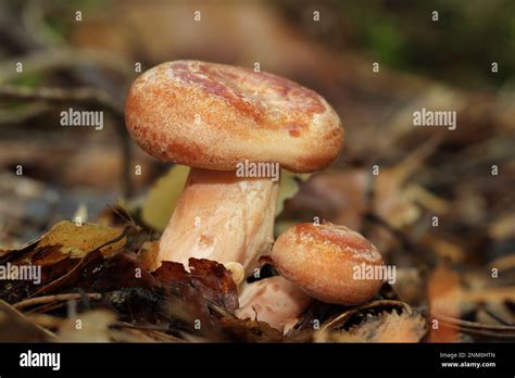 The Wild Edible Mushroom Lactarius Deliciosus Grows In The Forest