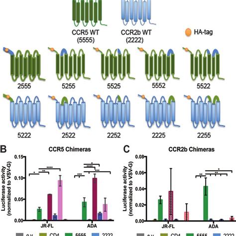 Ecl2 Of Ccr5 Is Necessary But Not Sufficient For Ccr5 Tropic Hiv 1