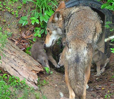 Red Wolf Pups Nature Watch