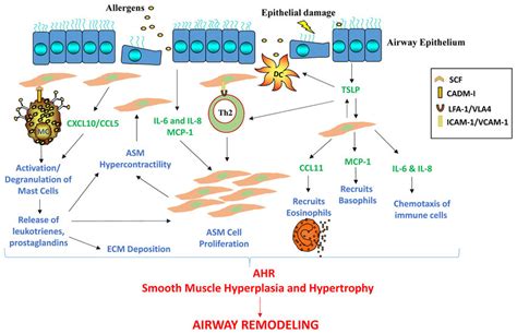 Airway Smooth Muscle