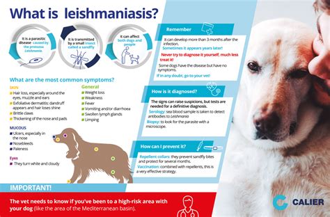 The most common symptoms of Leishmaniasis | Calier