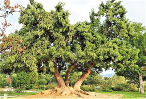 Omb Caracter Sticas Cuidados Informaci N Planta Rbol