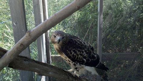 Our Patients: Red-tailed Hawk | New England Wildlife Center