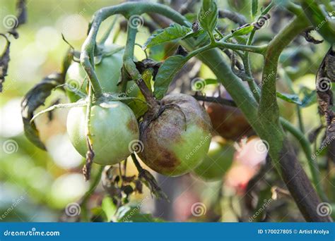 Tomatoes Get Sick By Late Blight Close Up On Phytophthora Infestans Is