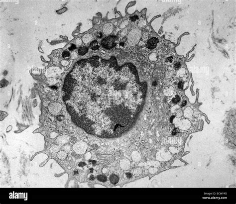 Animal Cell Electron Micrograph