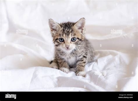 Cute Wet Cat
