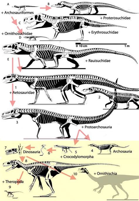 Origin of Dinosaurs – Updated | Prehistoric animals, Dinosaur history ...