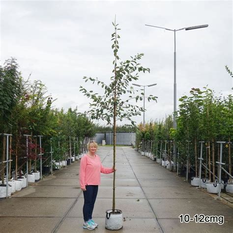 Amelanchier Lamarckii Single And Multi Stem Trees Snowy Mespilus