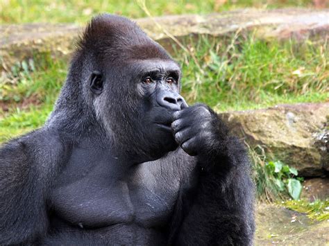 Encounter the Gorillas of Rwanda | Blog | Fred.\ Holidays