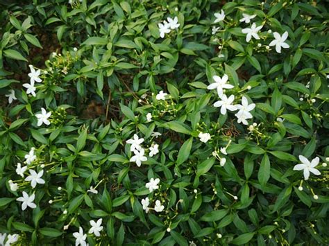 White Flower Green Bush Plant Background Lush Foliage Stock Photo ...