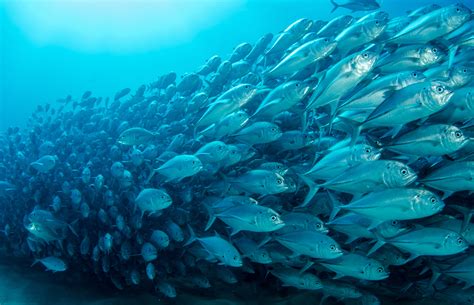 Diferencia Entre El Pescado Blanco Y El Pescado Azul Bekia Cocina