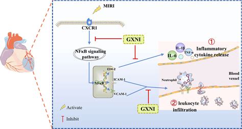 Frontiers Cxcr1 And Its Downstream Nf κb Inflammation Signaling