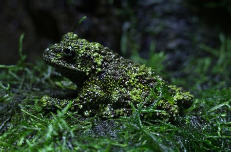 Vietnamese Mossy Frog 101: Physical Characteristics, Habitat, Behavior ...