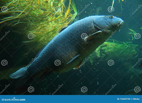 Big carp underwater stock photo. Image of marine, river - 74449192