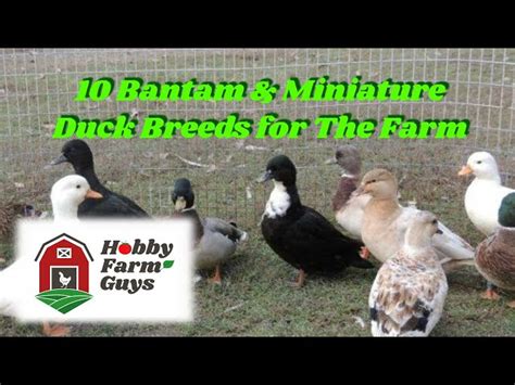 Miniature Duck Breeds