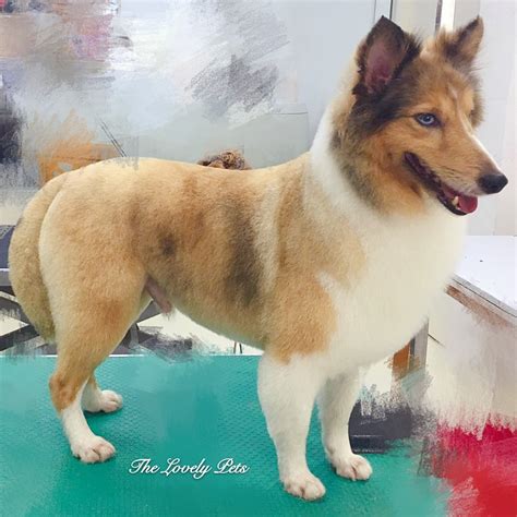 Sheltie Haircut - Haircuts Models Ideas