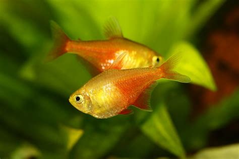 Flame Tetra Care: Hardiness, Feeding, and Tank Mates