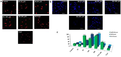 Bs Induced Ros And Apoptosis Associated With Dna Damage In A549 Cells