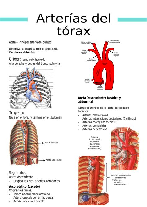 10 Arterias del torax Arterías del tórax Aorta Principal arteria