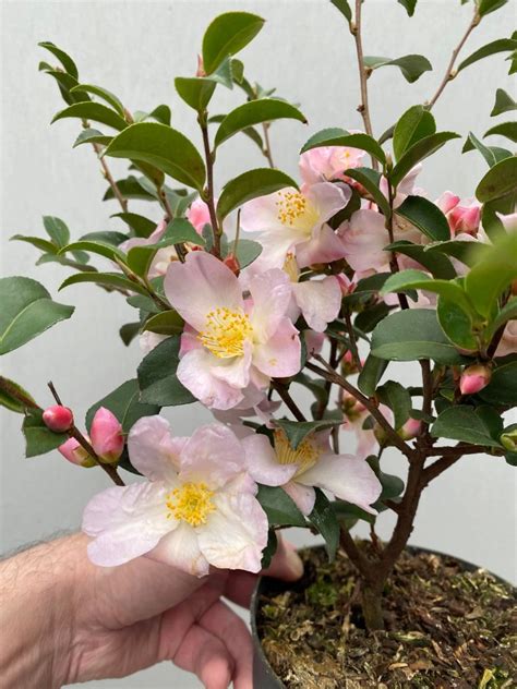 Camellia Sasanqua Fairy Blush Matthijsplantenpaleis