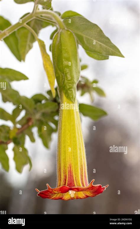 Blood Red Angels Trumpet Röd änglatrumpet Brugmansia Sanguinea Stock