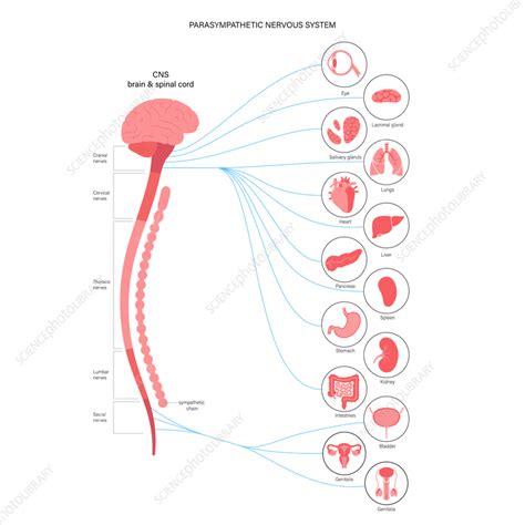 parasympathetic nervous system illustration stock image