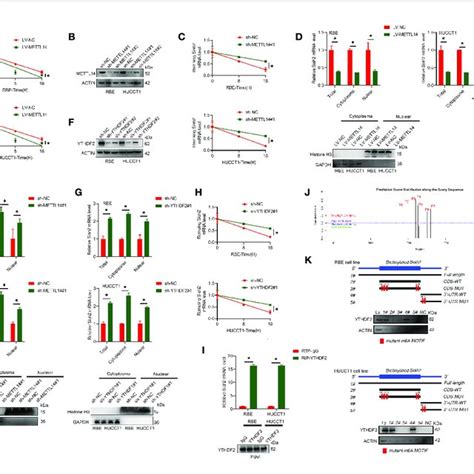 Siah2 Regulates PD L1 Stability In CCA A B Depletion Of Siah2