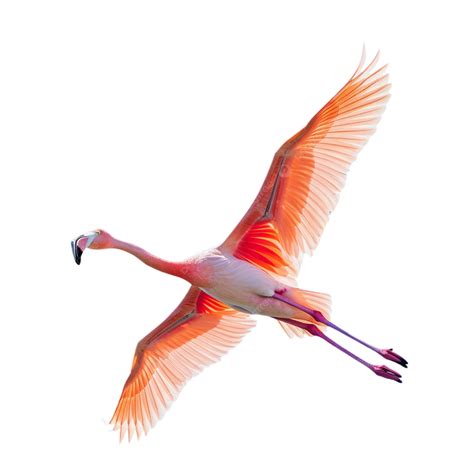 Majestic Flamingo Flying High Isolated On Transparent Background Bird