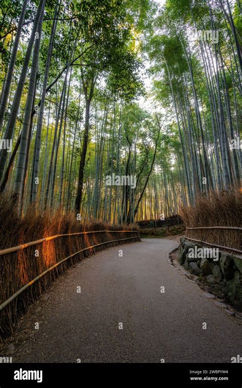 Arashiyama bamboo forest at sunrise in Kyoto, Japan Stock Photo - Alamy