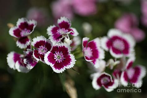 Tiny Pink and White Flowers Photograph by Joy Watson - Fine Art America