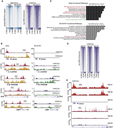 Cdk7 Inhibition Suppresses Super Enhancer Linked Oncogenic