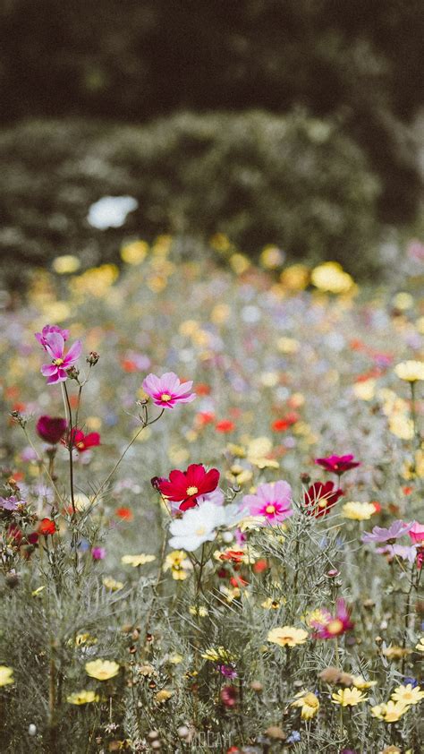 113410 Macro 4k 5k Branches Wildflowers 8k Rare Gallery Hd