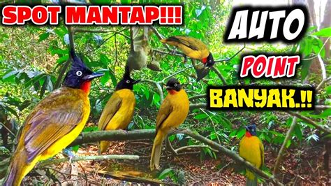 Mikat Burung Di Alam Liar Mikat Burung Kutilang Emas Di Sini Masih