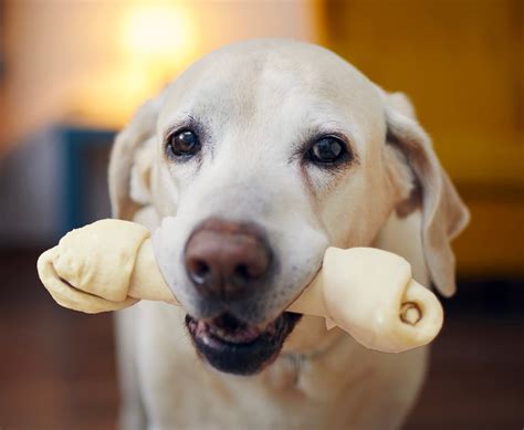 rawhide chews treats