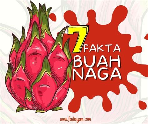 Fakta Buah Naga Pitaya Segalanya Tentang Tumbuhan